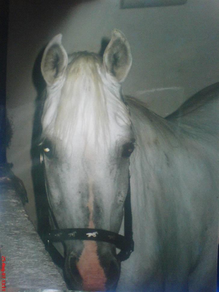 Sportsaraber (A) Shila (død) - Verdens smukkeste hest billede 2