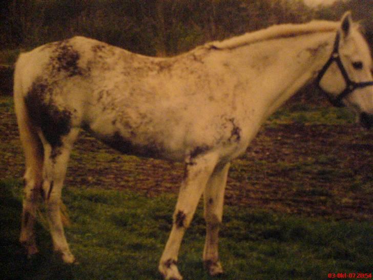 Sportsaraber (A) Shila (død) - På fold. billede 3