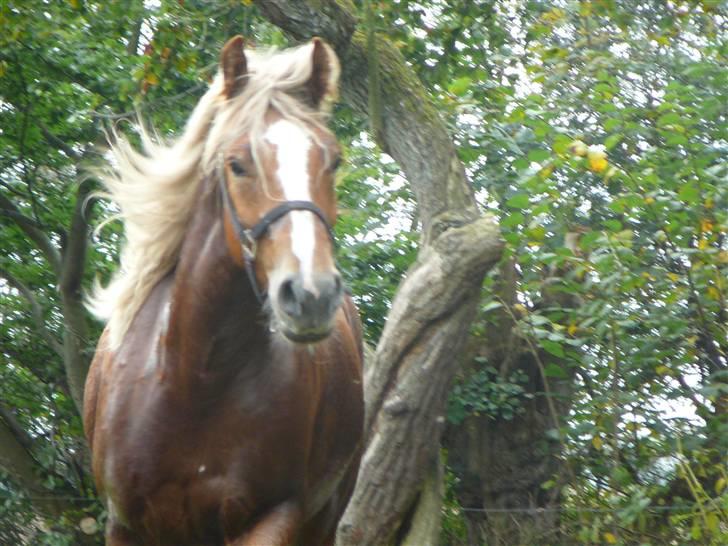 Haflinger Vestervangs Hodder  - smukke hodder billede 19