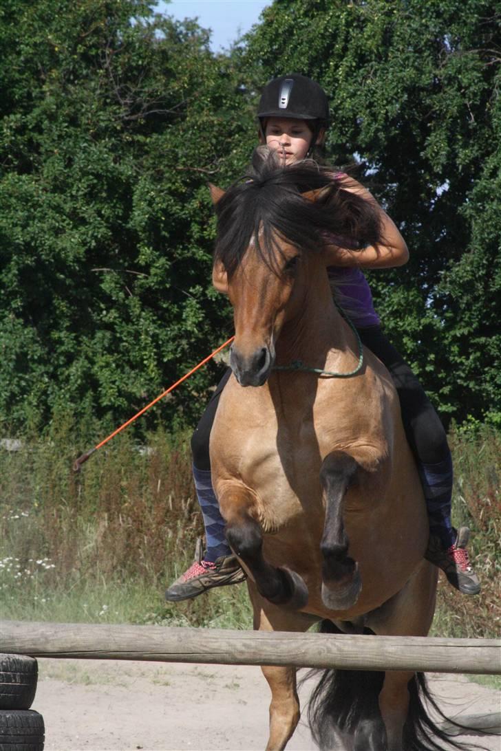 Islænder PRINS af ELLINGE MARK - Mig og prins i hopla ;D foto: Freja billede 18