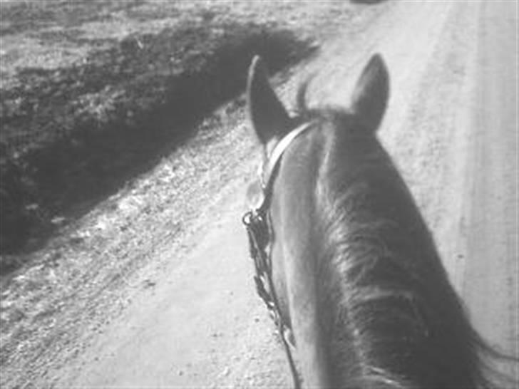 Welsh Partbred (Sec F) maylie shapari billede 5