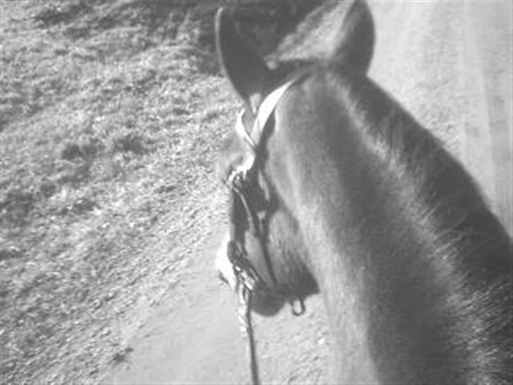 Welsh Partbred (Sec F) maylie shapari billede 6