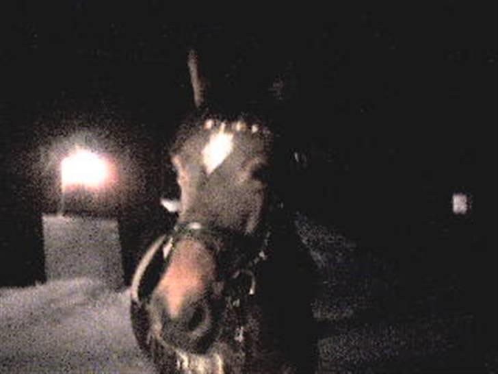 Welsh Partbred (Sec F) maylie shapari billede 7