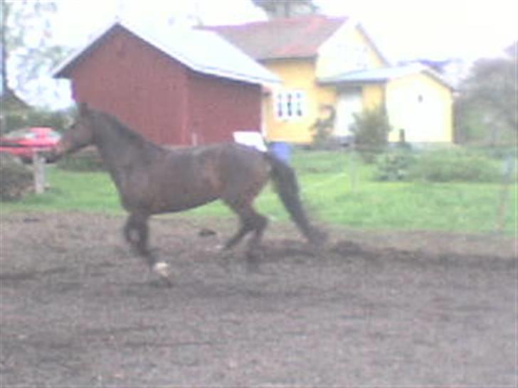 Welsh Partbred (Sec F) maylie shapari billede 8