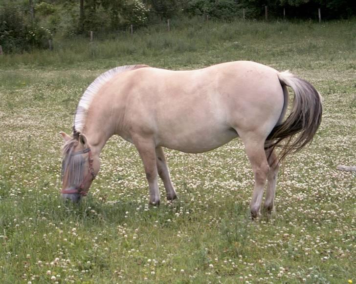 Fjordhest musse billede 1
