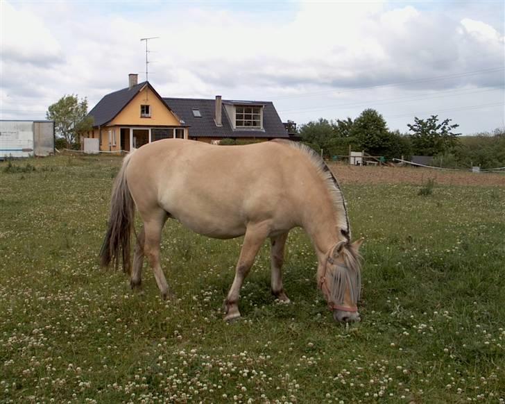 Fjordhest musse billede 2