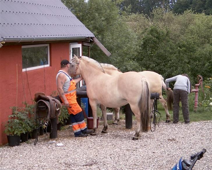 Fjordhest musse - "Rengøring." billede 3