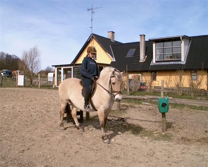Fjordhest musse - Amanda og Musse billede 5