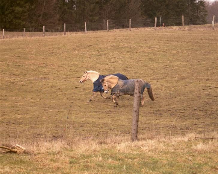 Fjordhest musse - Dejligt med lidt motion billede 7