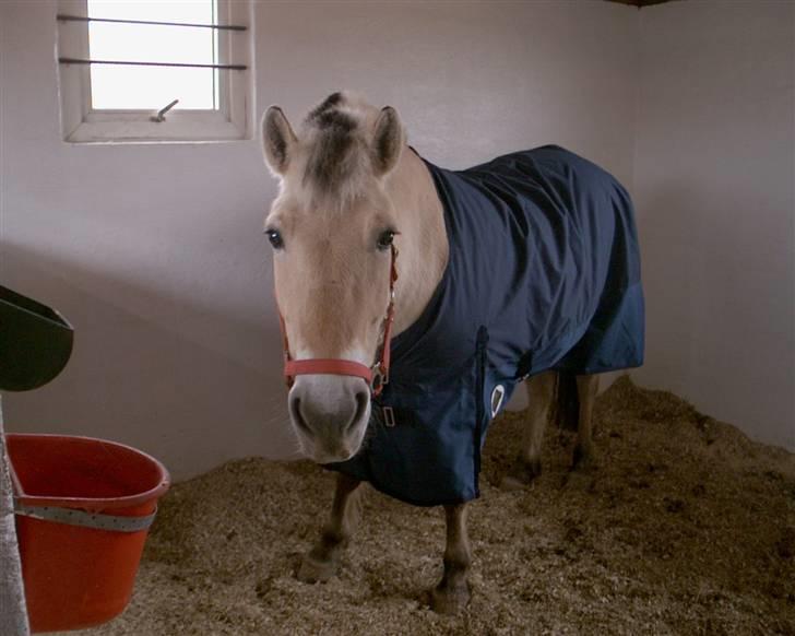 Fjordhest musse - "skal jeg have dette på" billede 8