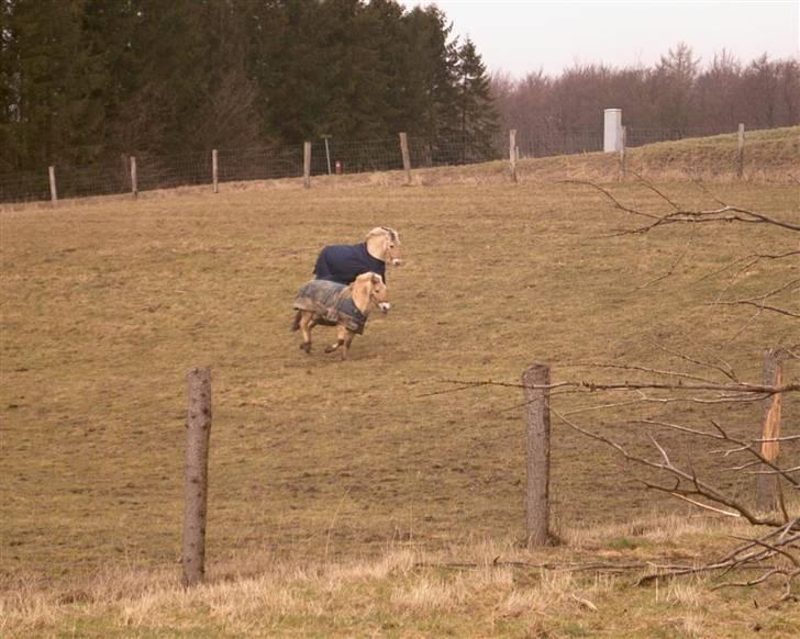 Fjordhest musse billede 9