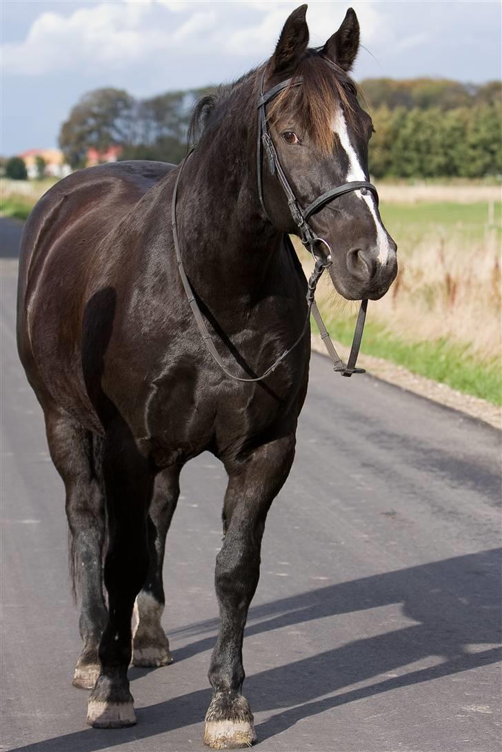 Oldenborg Tatan ( R.I.P.) - Og lige et mere af hypsen billede 10