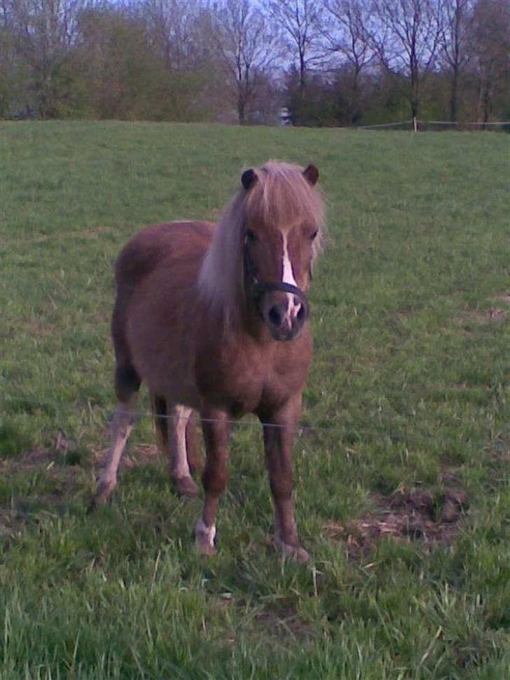 Shetlænder Lotte <3 #R.I.P :'/ # - Smukke skat<3 elsker dig<3 billede 6