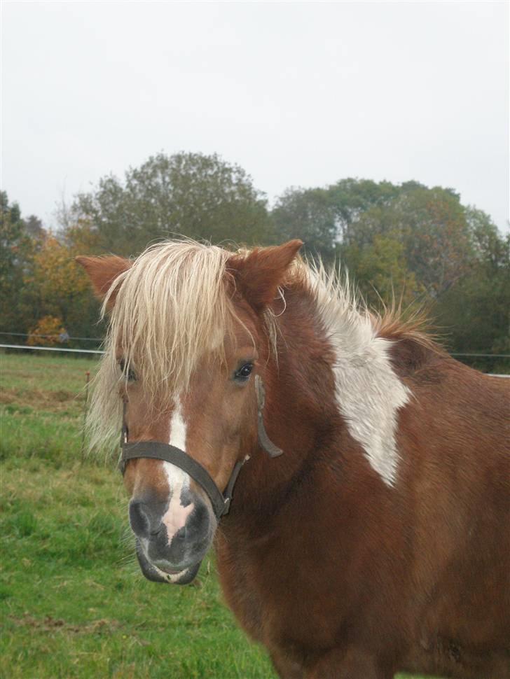 Shetlænder Lotte <3 #R.I.P :'/ # - hun er nu bare en lille dejlig shetter billede 7