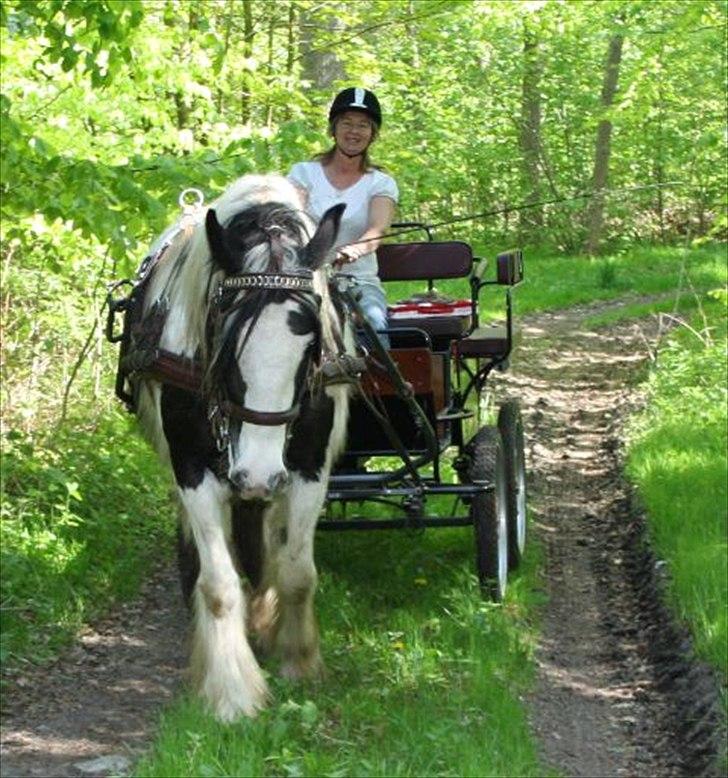 Irish Cob Beauty billede 10