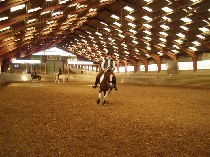 Pinto La-Chris Vesterlund billede 10