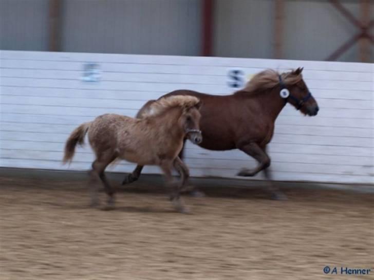 Islænder Asi fra Troldskov ( Solgt ) - Følshow fyn 2007 billede 11