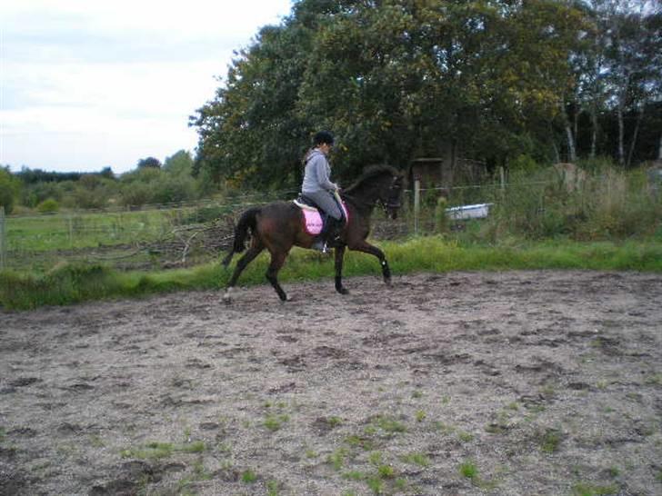 Hollandsk Varmblod Valentino [SOLGT] - *NYT* dressur han var rigtig Dum billede 11