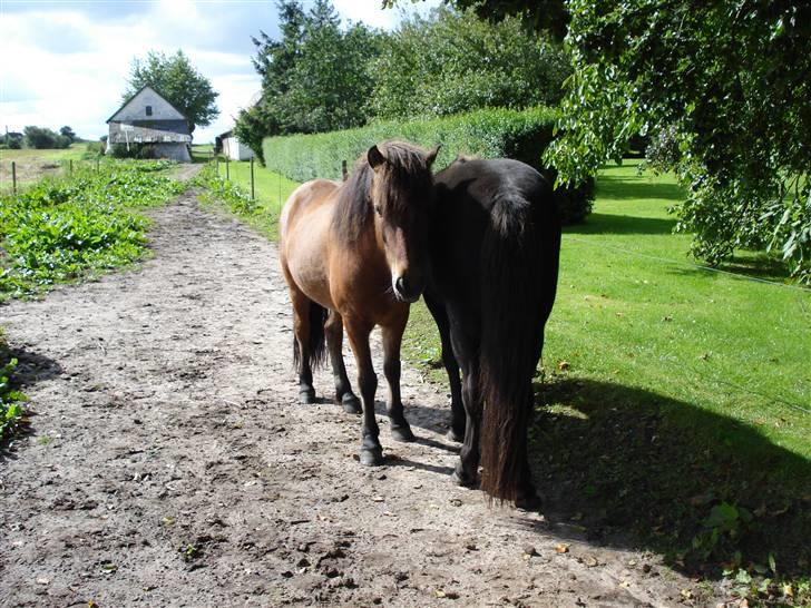 Islænder Djarfur fra lundegaard - står de lige og hygger på jordfolden, nu hvor man man ikke kan æde ! :P billede 12