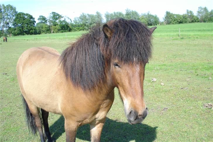 Islænder Djarfur fra lundegaard - trolden :P billede 13