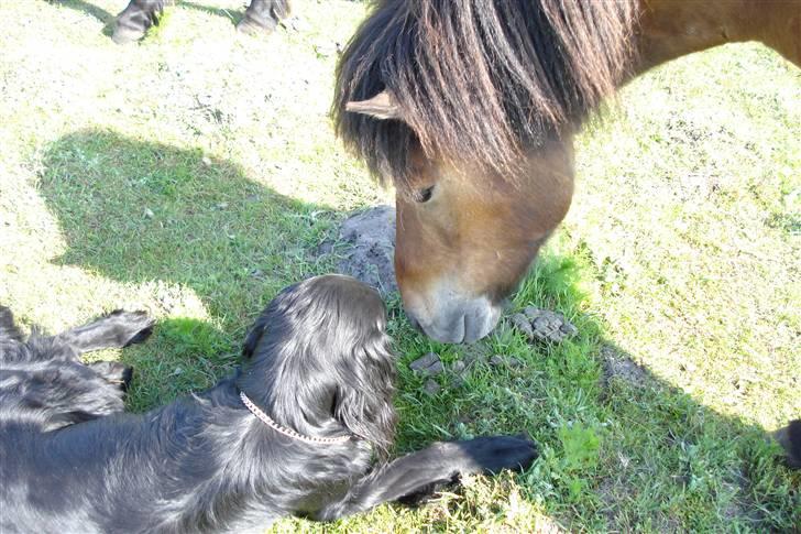 Islænder Djarfur fra lundegaard - nøøj spændende :P billede 14