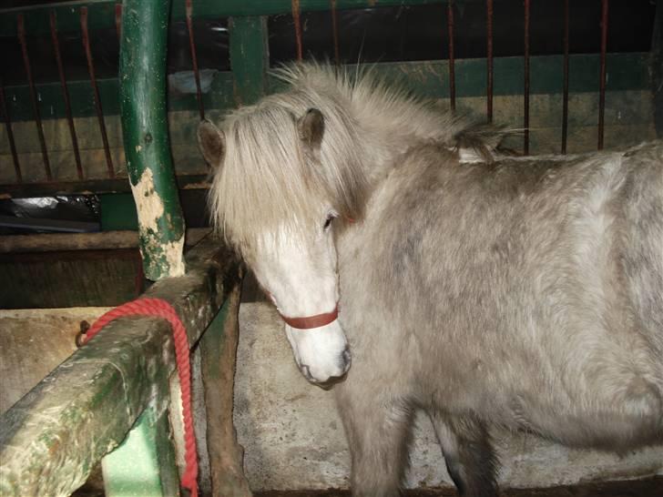Islænder embla f. Lundegaard - Louise!! jeg er sød!! billede 10