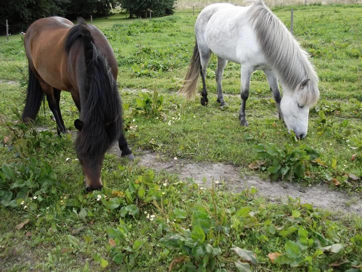 Islænder embla f. Lundegaard - ja der er de to madammer så :P men det mine dejlige madammer (c: billede 11