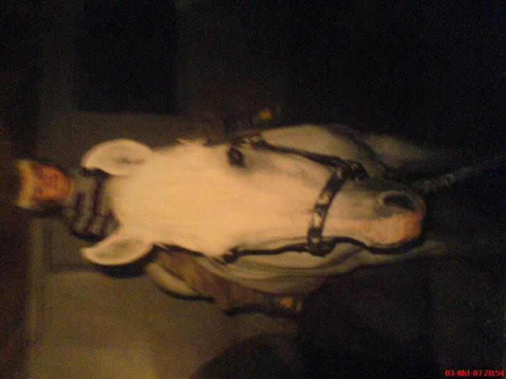 Sportsaraber (A) Shila (død) - Min lillebror, som lige får en ridetur på Shila billede 4