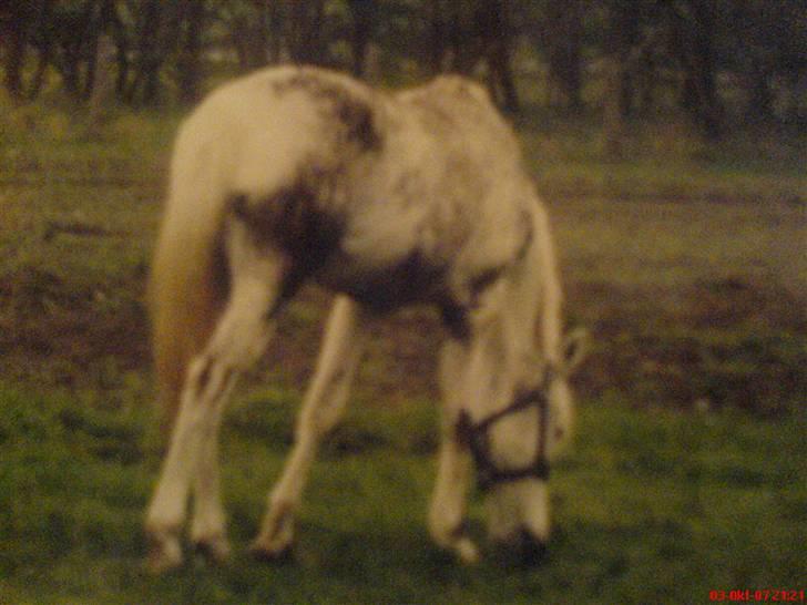 Sportsaraber (A) Shila (død) - Shila, som lige har taget sig en rulletur billede 5