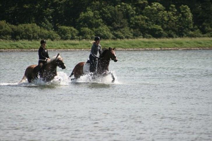 Welsh Pony af Cob-type (sec C) Kielshoop Honey Starlight - NYT 2010 Stranden billede 3