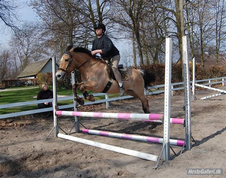 Anden særlig race Gobi - En dejlig pony der sprang lidt for tidligt :D - Ingen kommentar  billede 8