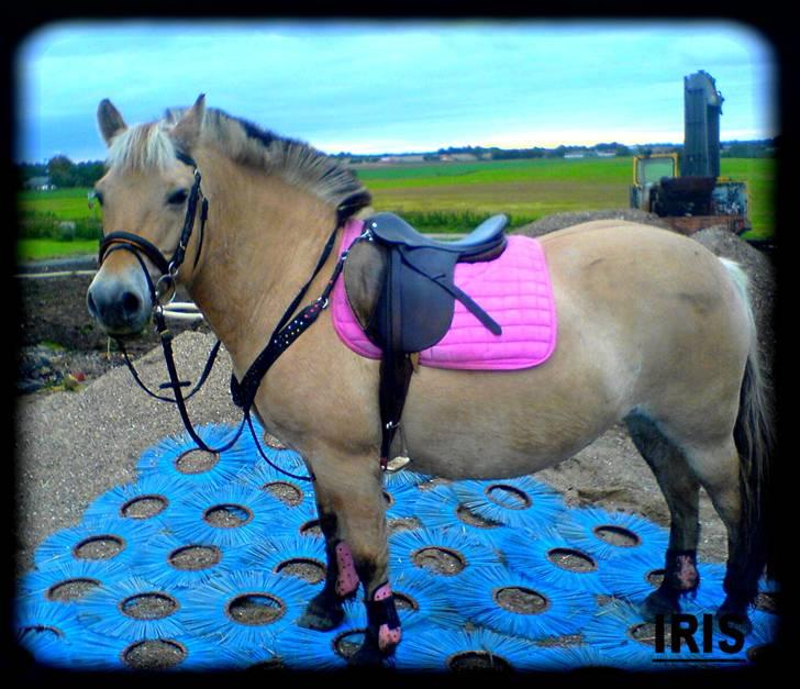 Fjordhest Iris - efter ridning=) (taget med mobilen) billede 19