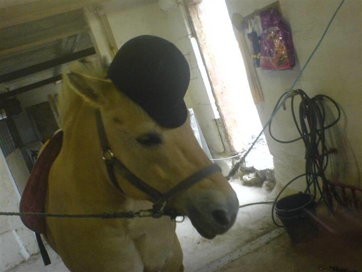 Fjordhest Iris - man skal jo passe på hovde (taget med mobil) billede 20