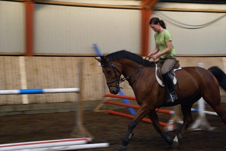 Hollandsk Varmblod Hr. Nelson billede 12