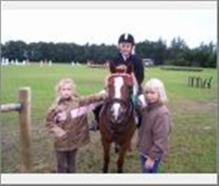 Anden særlig race Molly - Molly til stævne hos sin nye ejer. billede 17