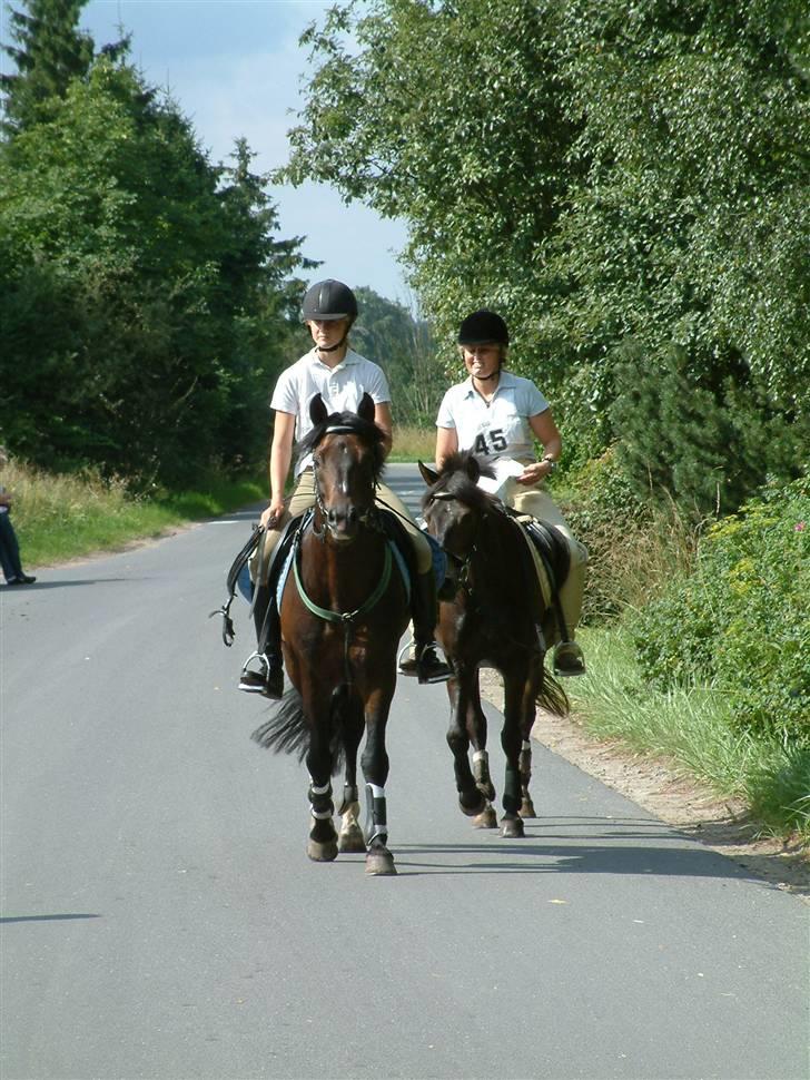 New Forest Mister Malthe - Distancestævne 50km i Sorø. Astrid på Malthe og Lene på Natviol billede 8