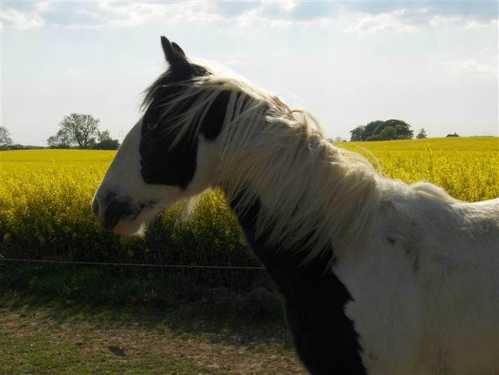 Irish Cob Arwen Irish Aloud - Nyt*  billede 18