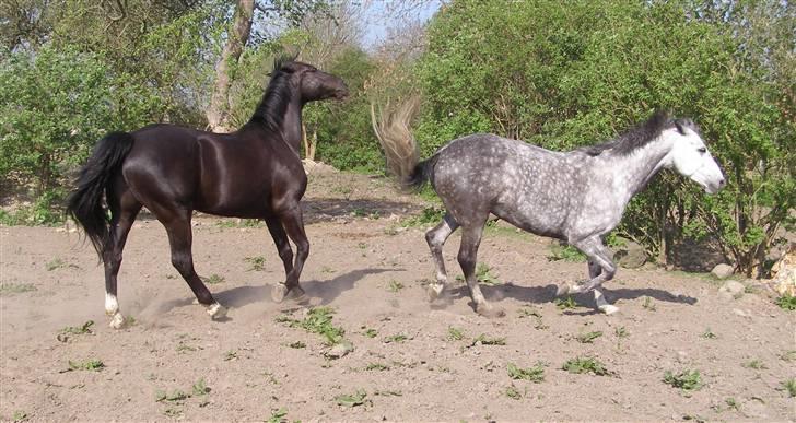 Anden særlig race Trojka (Himmelhest) billede 17