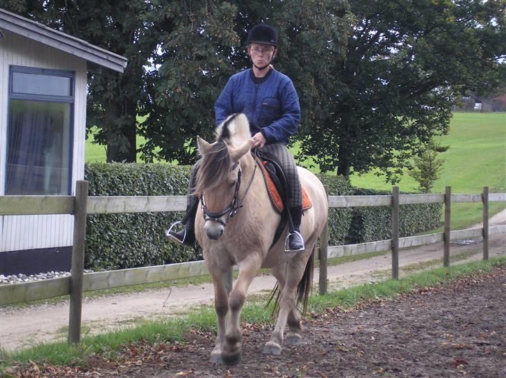 Fjordhest Østerskov`s Mille billede 12