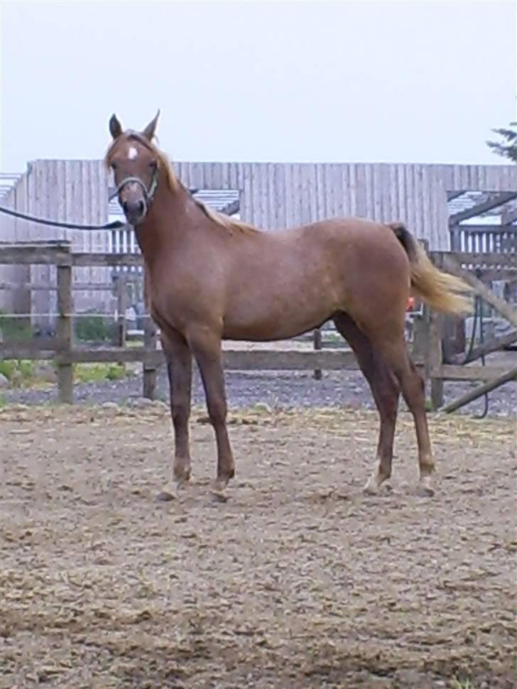 Arabisk fuldblod (OX) Santalla MG - Se udviklingen af Santalla billede 3