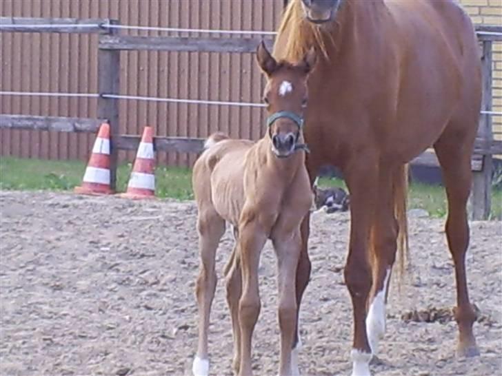 Arabisk fuldblod (OX) Santalla MG billede 5