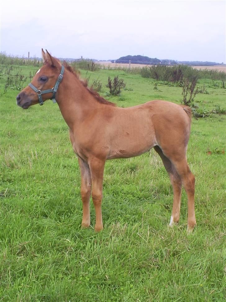 Arabisk fuldblod (OX) Santalla MG - 3 mrd gammel billede 6