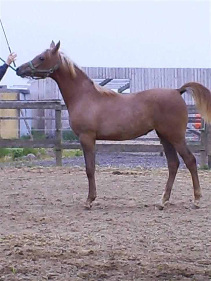 Arabisk fuldblod (OX) Santalla MG billede 8