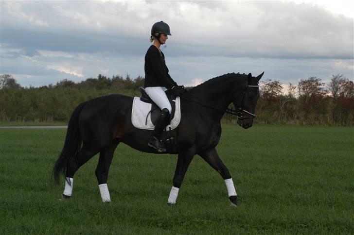 Hollandsk Varmblod Zoran billede 9