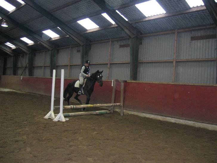 Anden særlig race Nonius-95Malvin *Solgt* - Vi springer (: billede 7