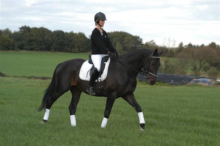 Hollandsk Varmblod Zoran billede 10