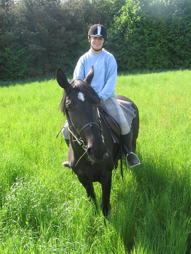 Anden særlig race Nonius-95Malvin *Solgt* - Nonius hygger på den sidste skovtur :´) billede 8