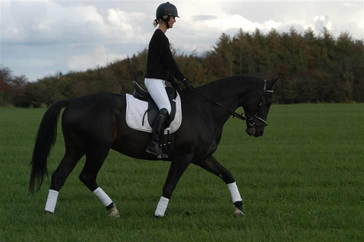 Hollandsk Varmblod Zoran billede 11