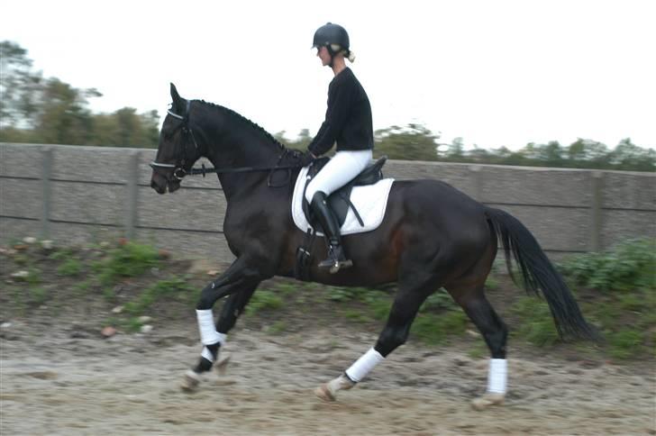 Hollandsk Varmblod Zoran billede 12