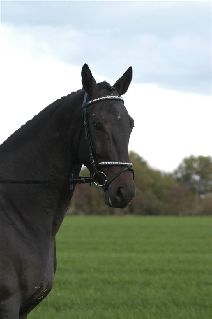 Hollandsk Varmblod Zoran billede 13